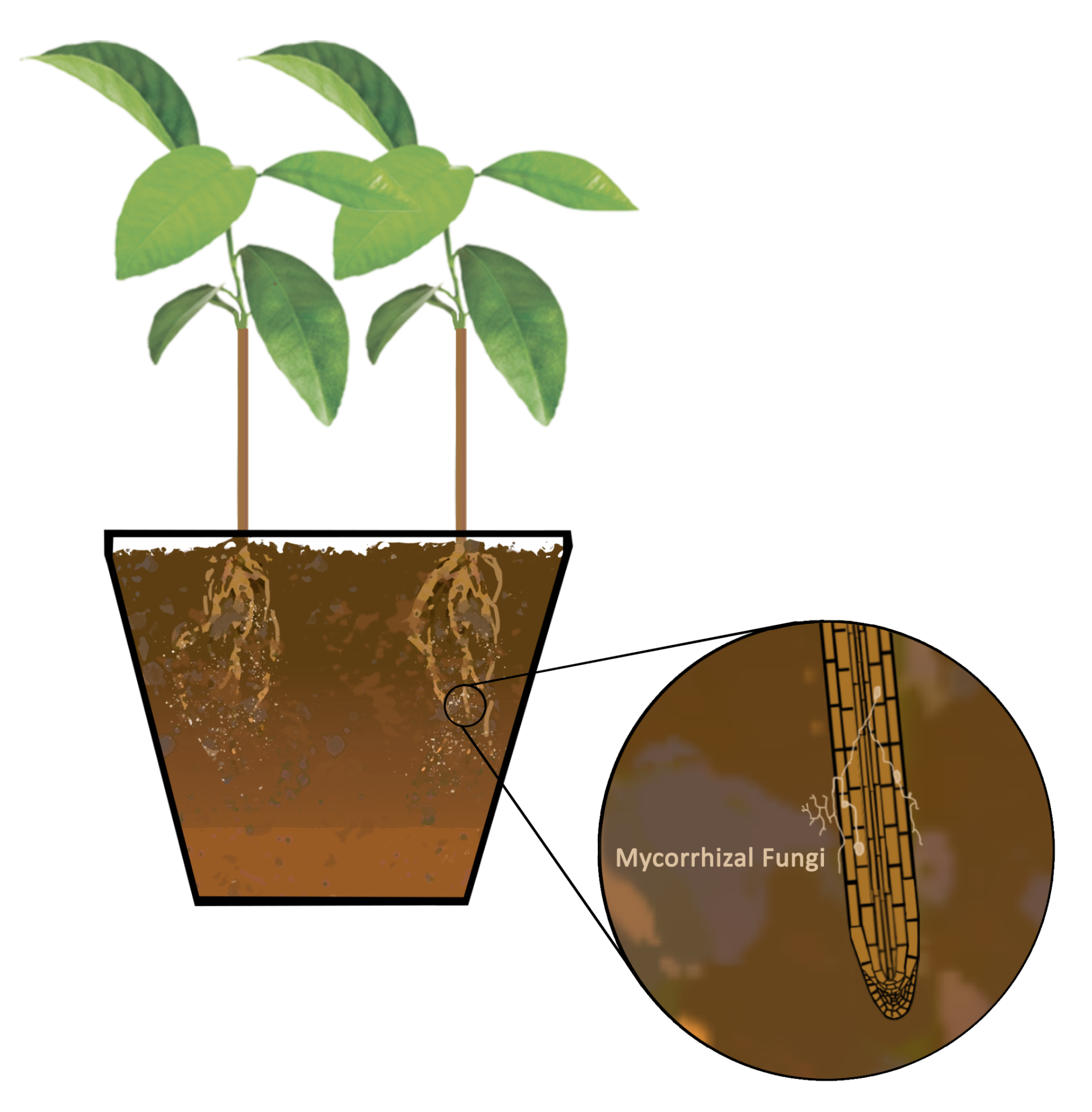 How do mycorrhizal fungi modify root traits key to stable soil organic ...