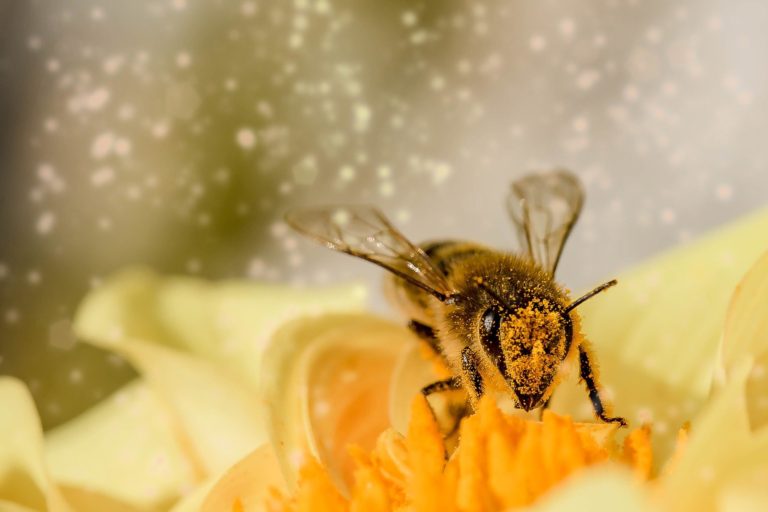 Bee with flower pollen